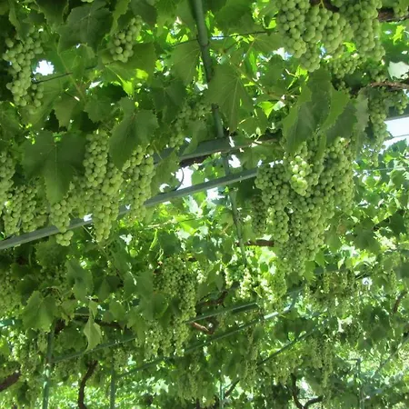 Grzin Διαμέρισμα